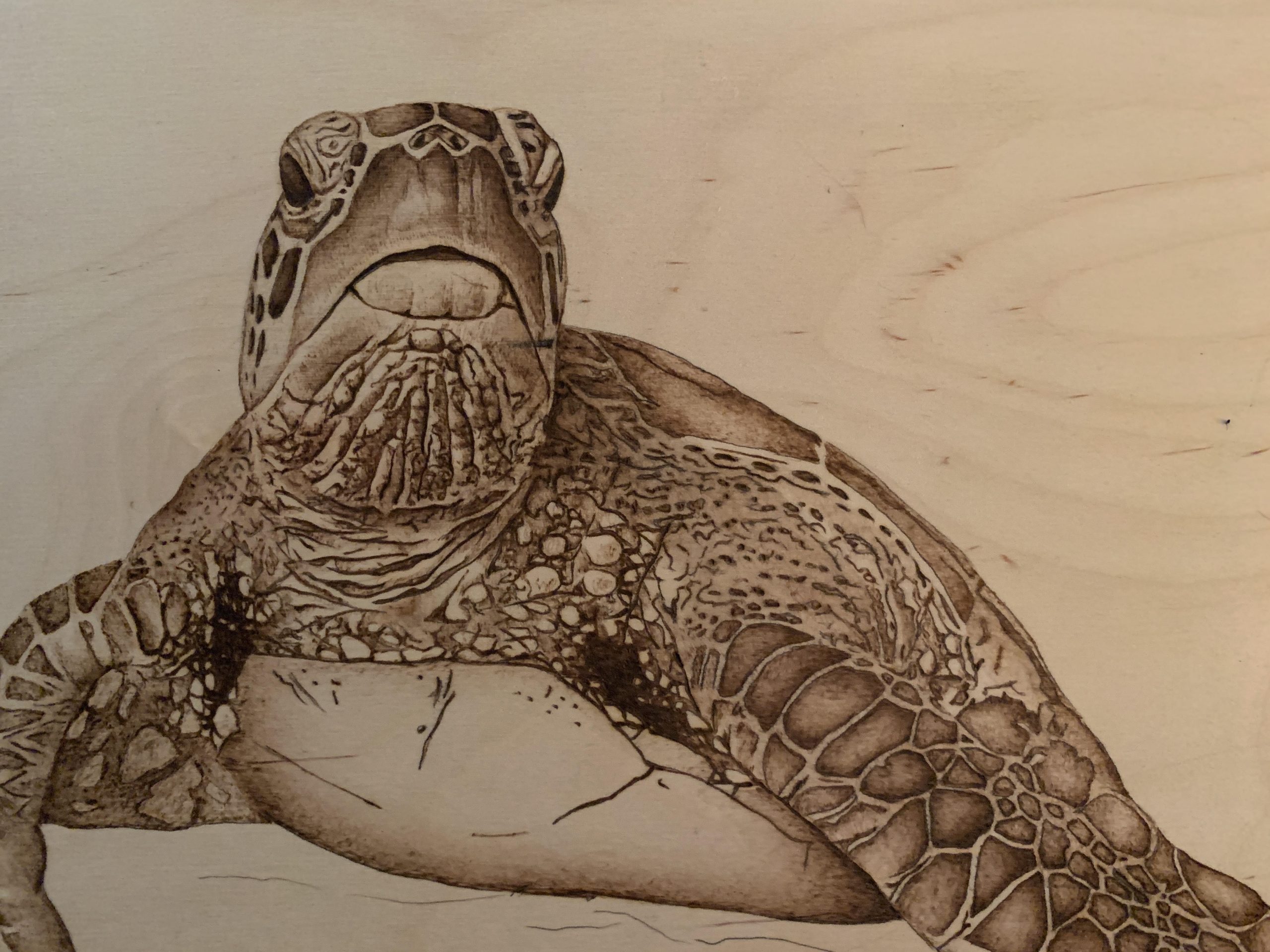 turtle wood burned on plywood